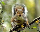 Grey Squirrel 9P52D-102
